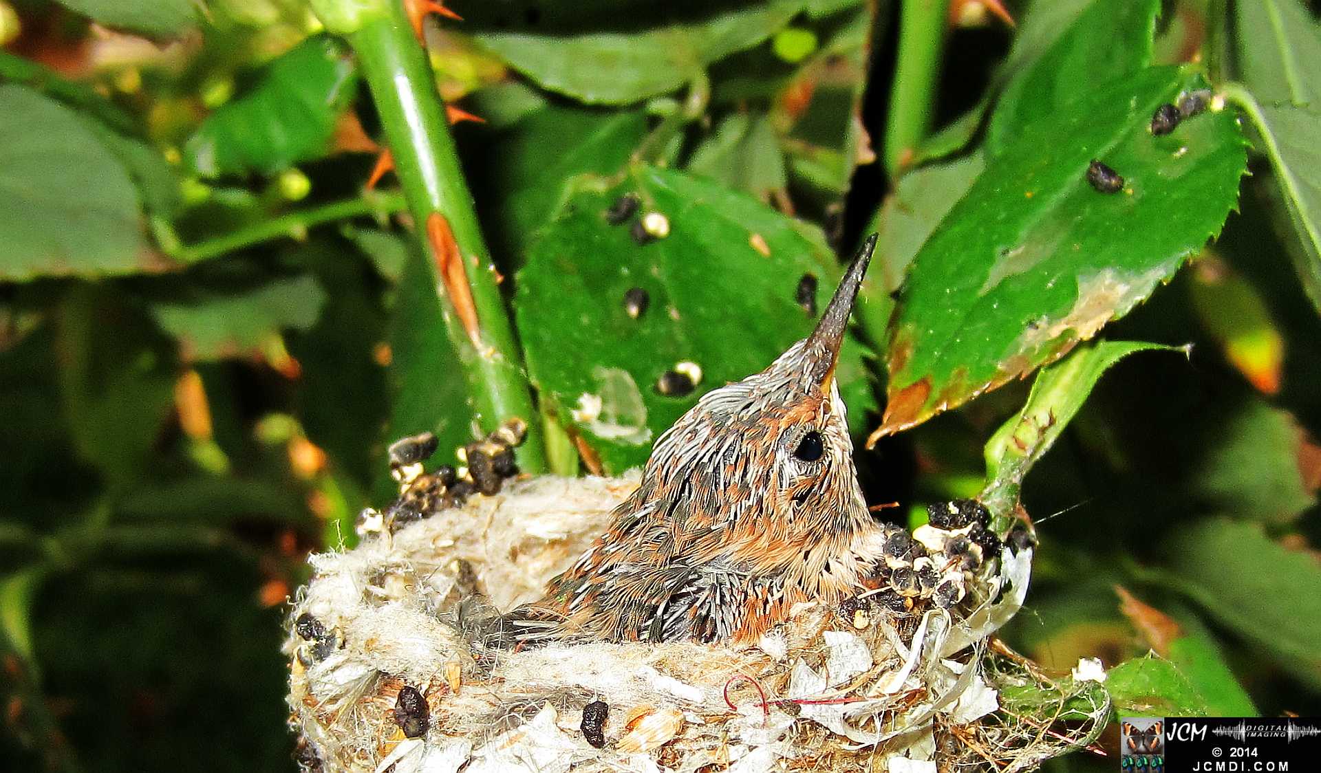 Allen's Hummingbird nest and chick with colors appearing in the feathers